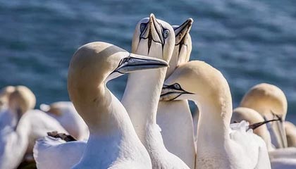 乐鱼APP下载-FIBA三篮分享赛场精彩时刻:意大利队审判之投战胜东道主瑞士队